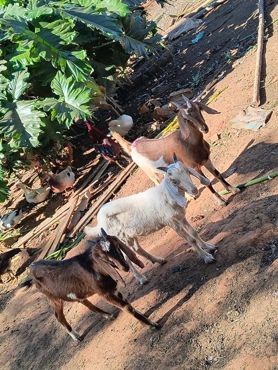 Cabras e cabritos ( LEIA O ANÚNCIO)