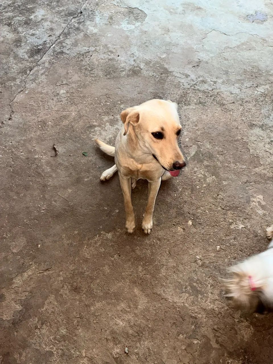 Doação Labrador  - Foto 2