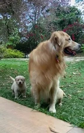 Golden retriever  - Foto 2