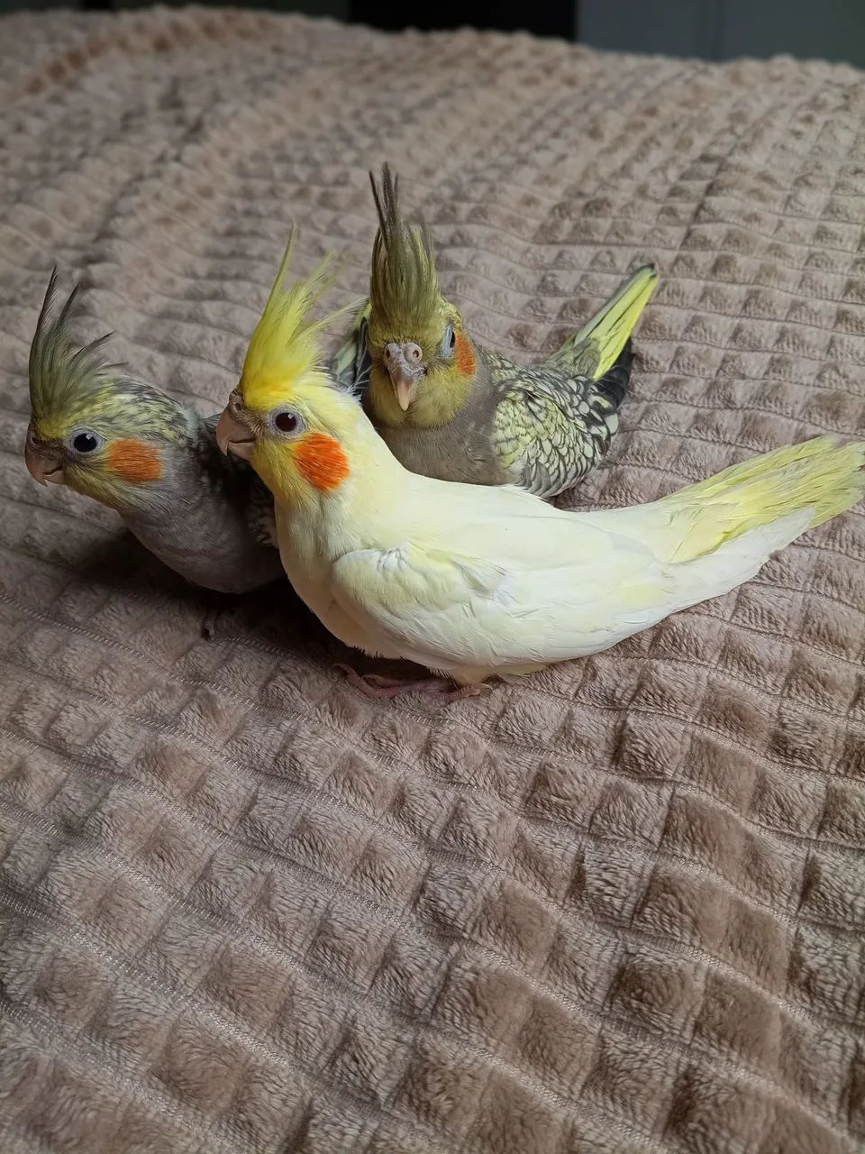 Bebedouro  - Foto 4