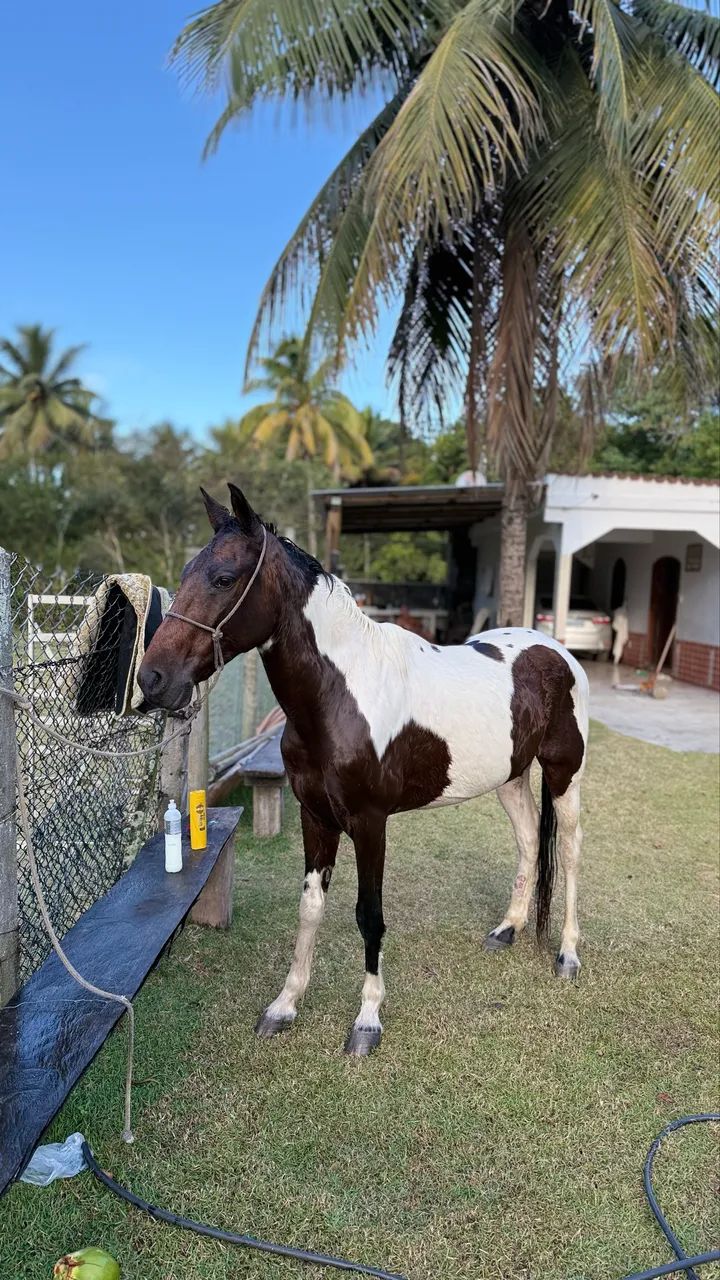 Cavalo Mangalarga MM - Foto 2