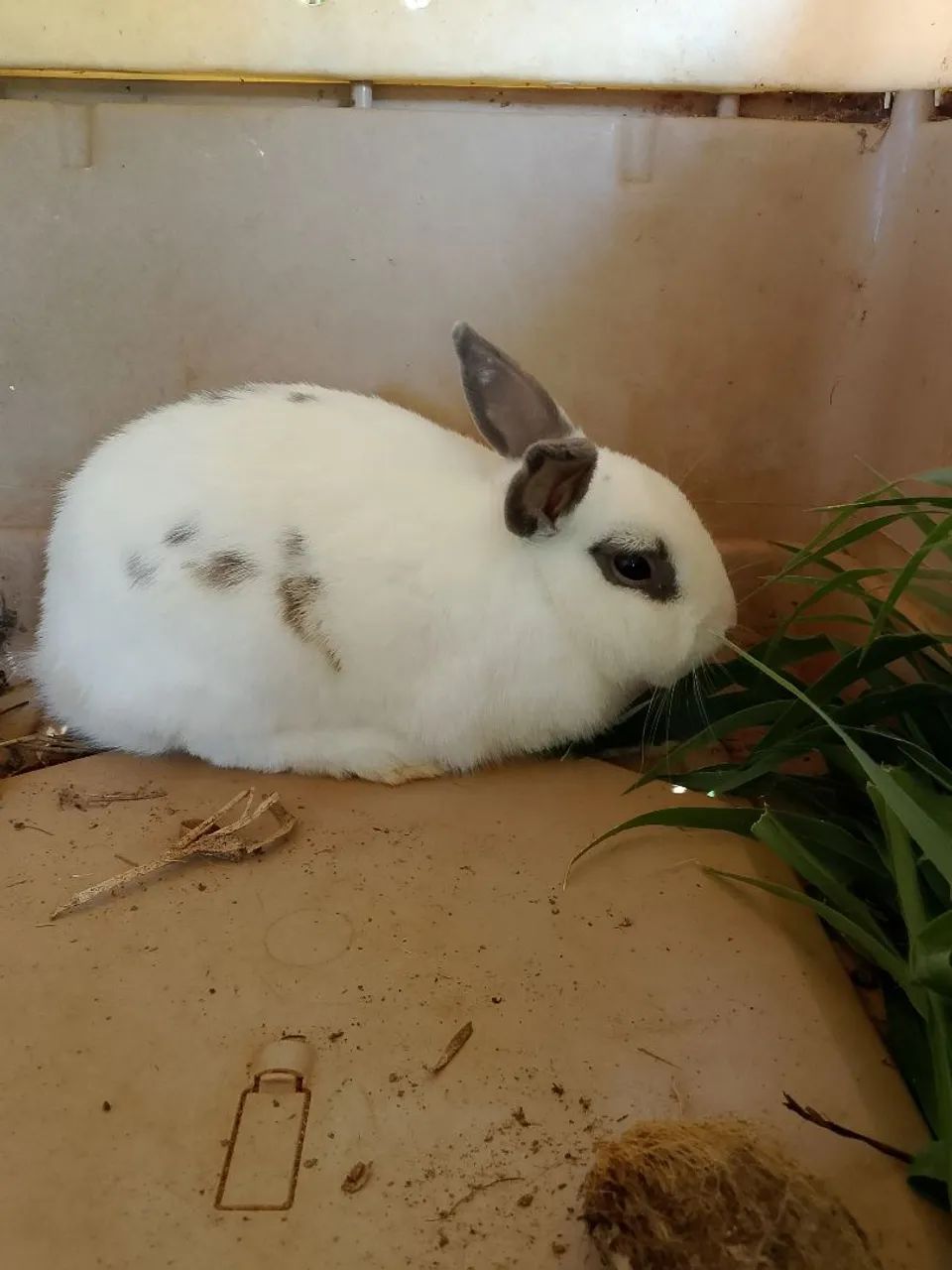 Coelho macho anão  - Foto 3