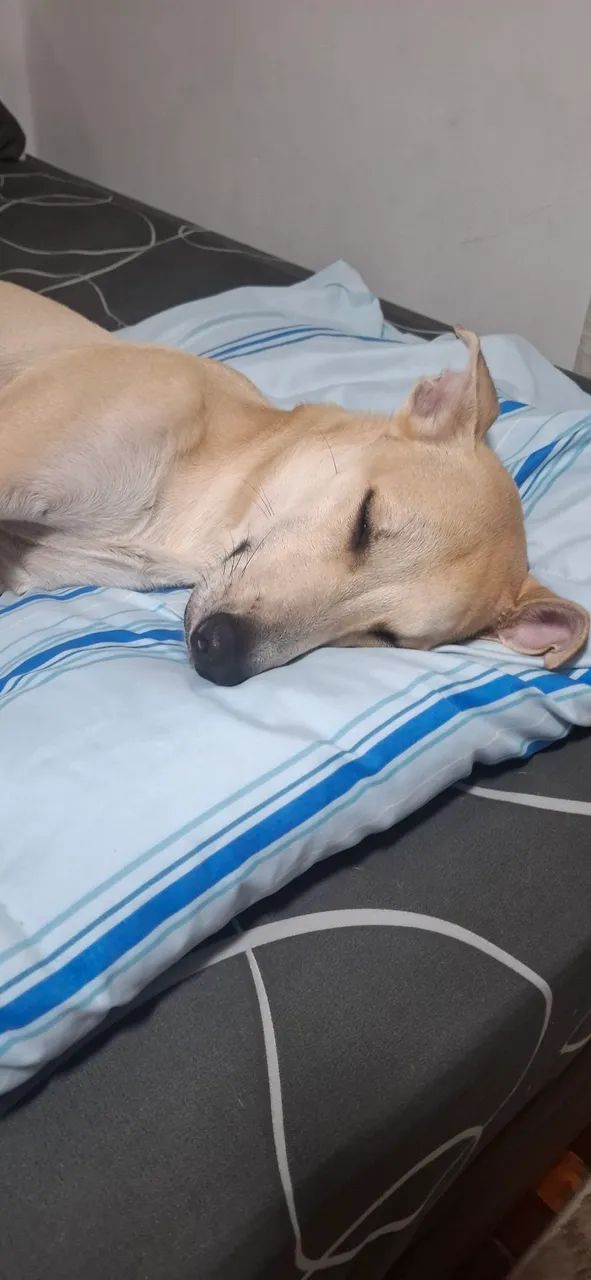 Cachorro para adoção responsável!! - Foto 5