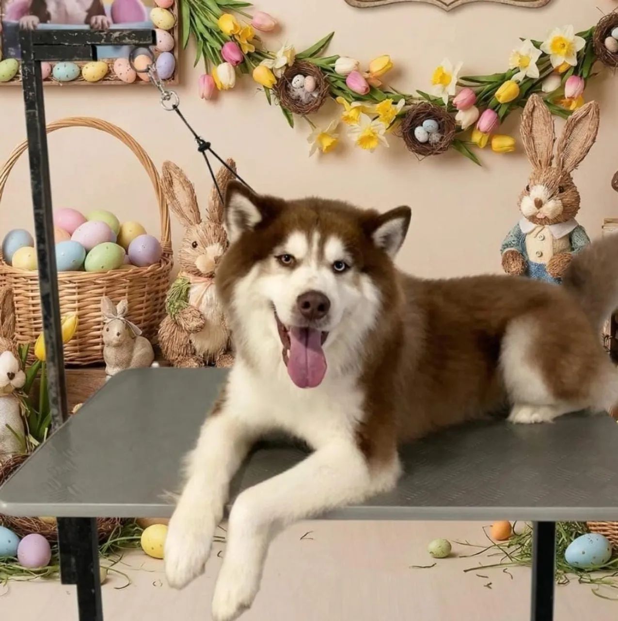 Husky Siberiano último macho - Foto 5