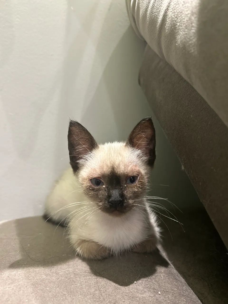 Dá-se gata 