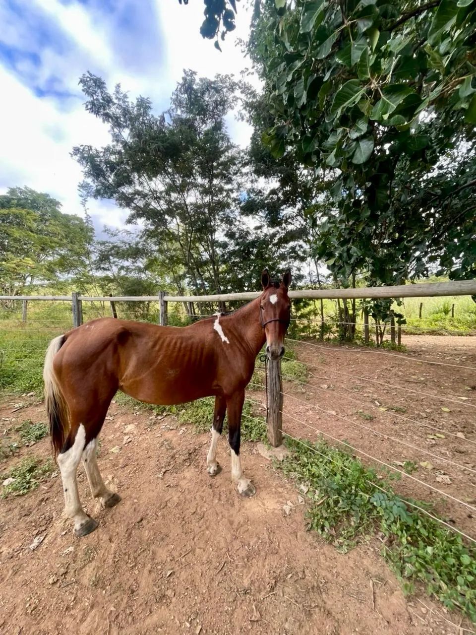 Vendo égua mangalarga  - Foto 5