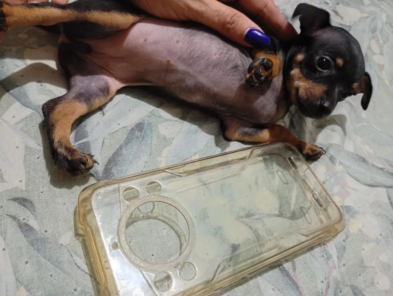Filhote de pinscher  - Foto 2