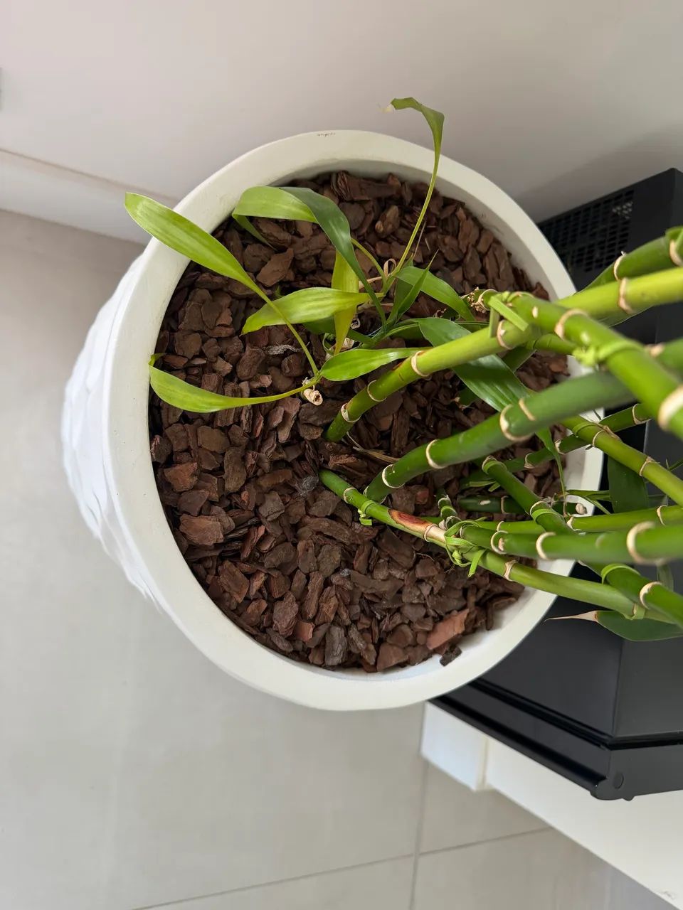 Vaso branco grande com bambu da sorte - Foto 2