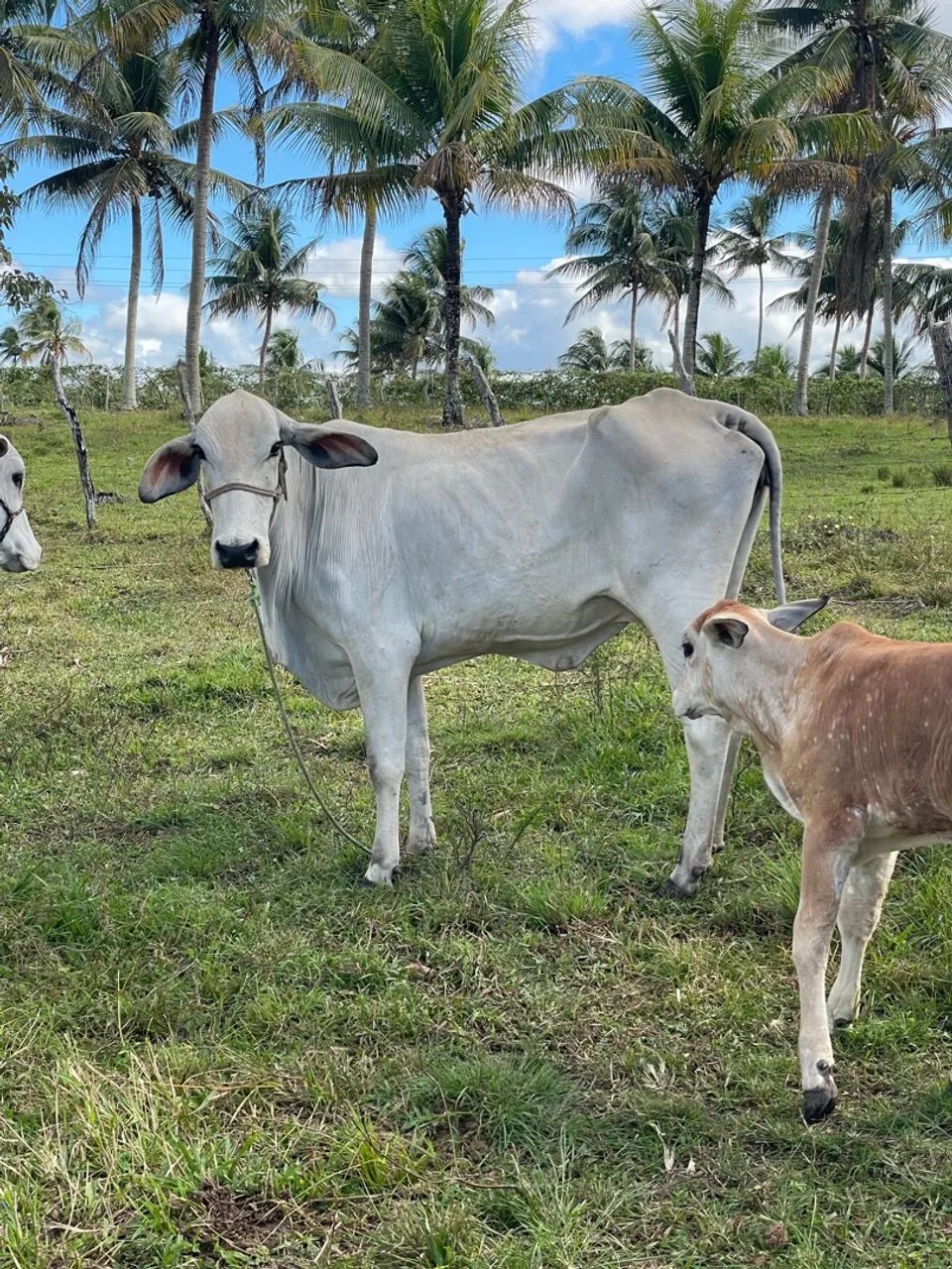 Vaca parida - Foto 2