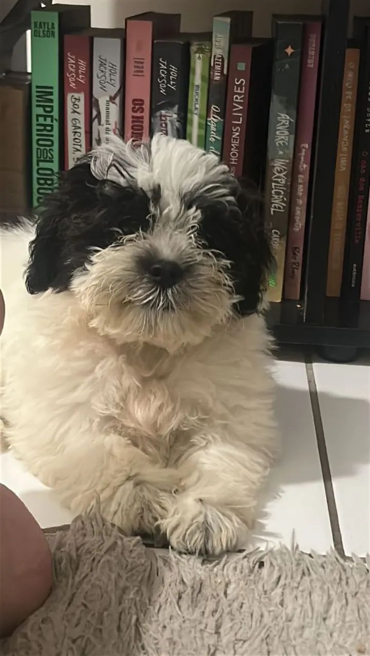 Cachorro Shih Tzu
