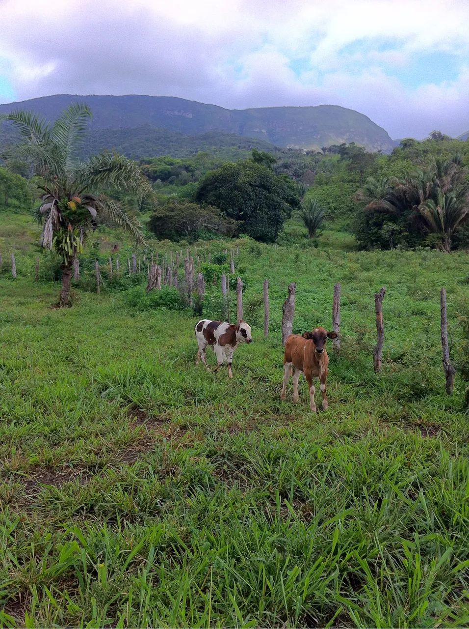 Propriedade Rural em Itaitu - Foto 4