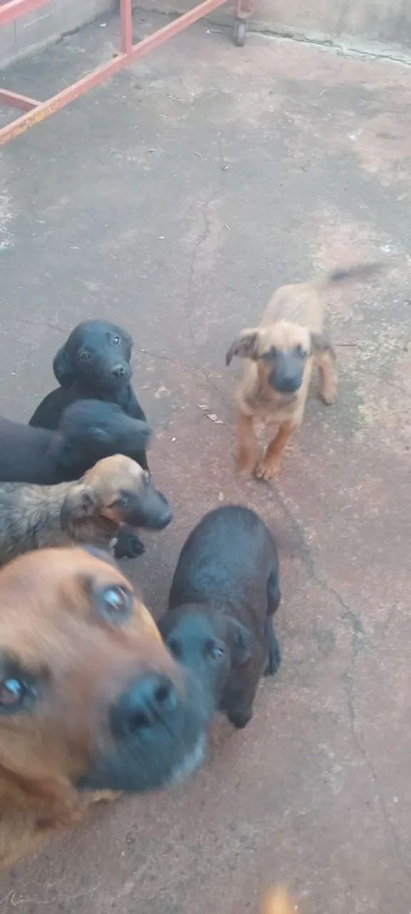 Filhotes ção. - Foto 2