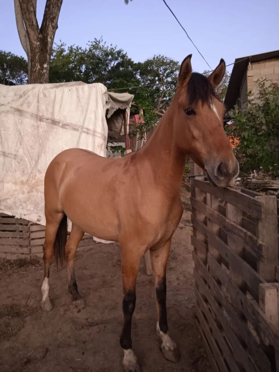 Cavalo a venda - Foto 2
