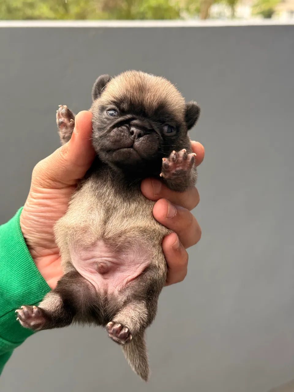 Pug macho  - Foto 2
