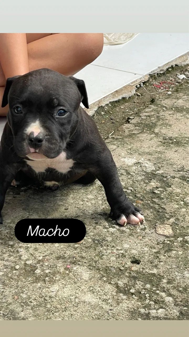 Pit bul monster  - Foto 3