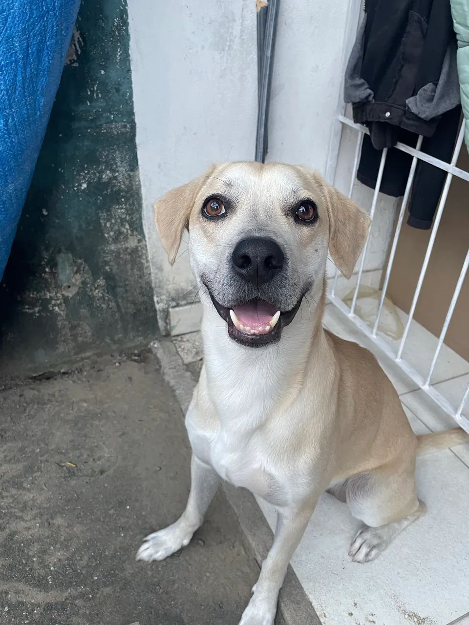 Adoção responsável - Cachorro Thor - Foto 4