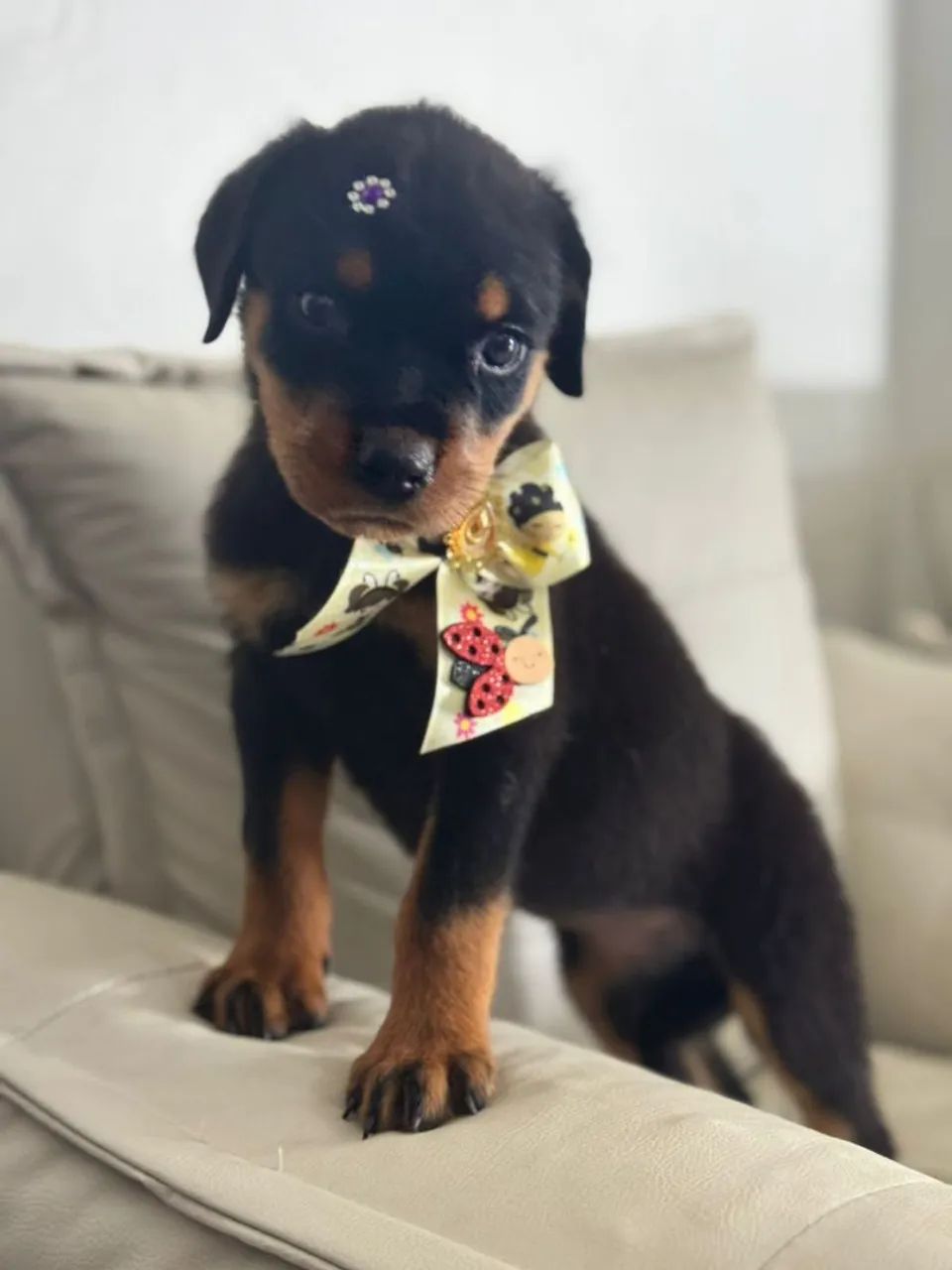 Rottweiler Macho  - Foto 2