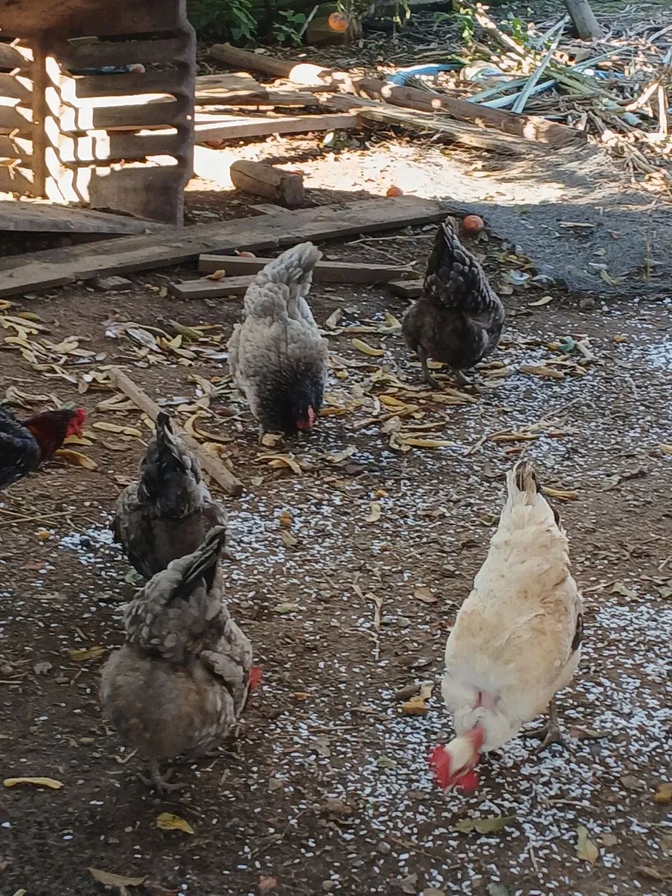Galinhas