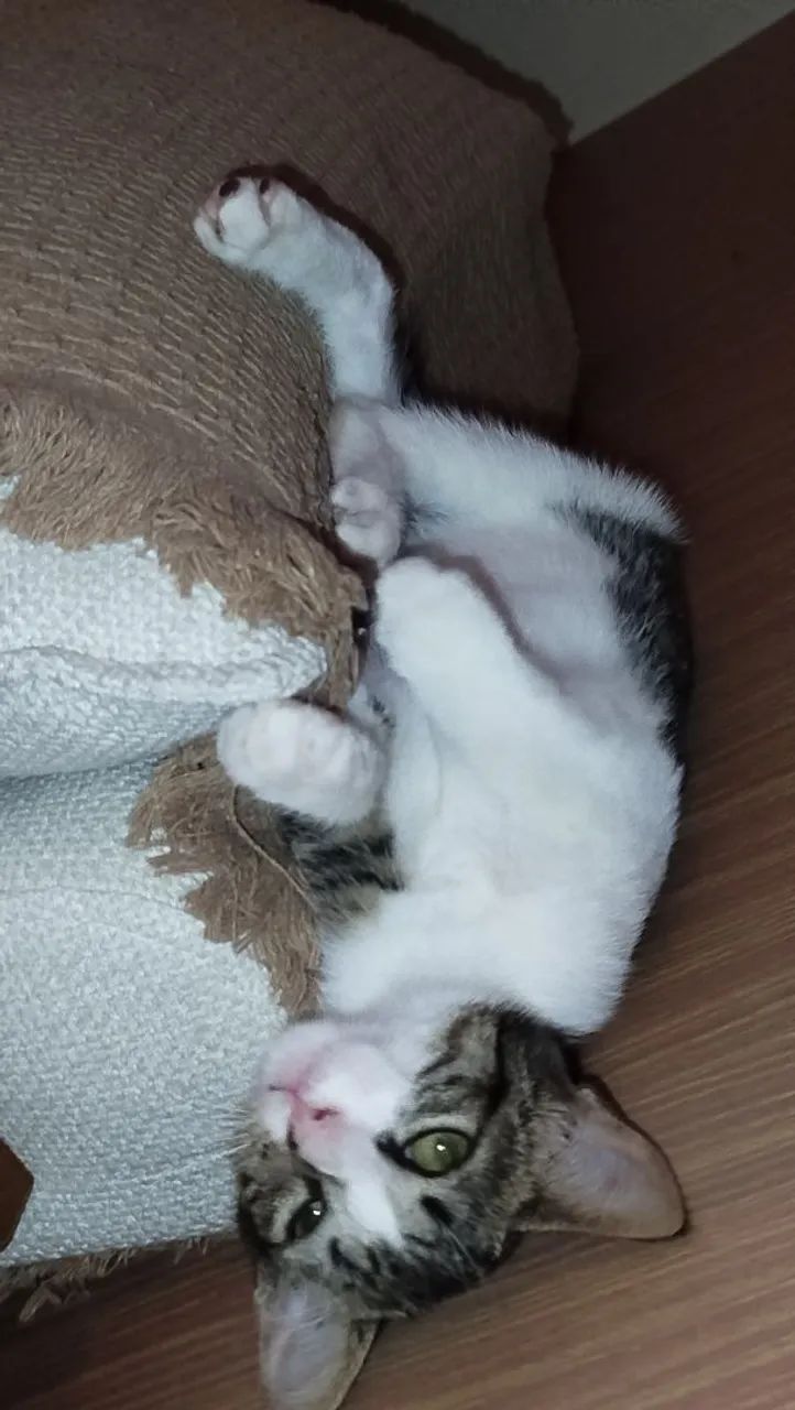Gato sapeca - Foto 3