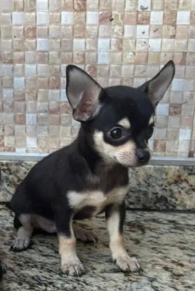 Chihuahua 