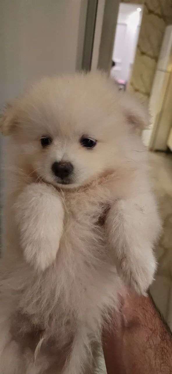 Lulu Pomerânia 