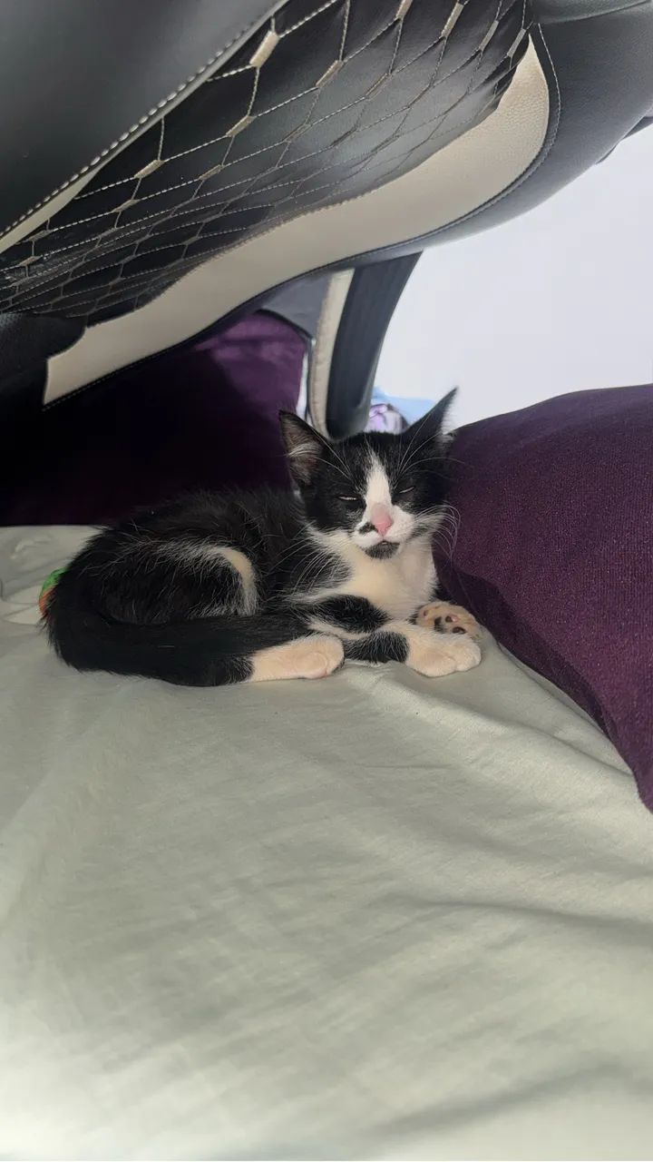 Doa-se gato - Foto 5
