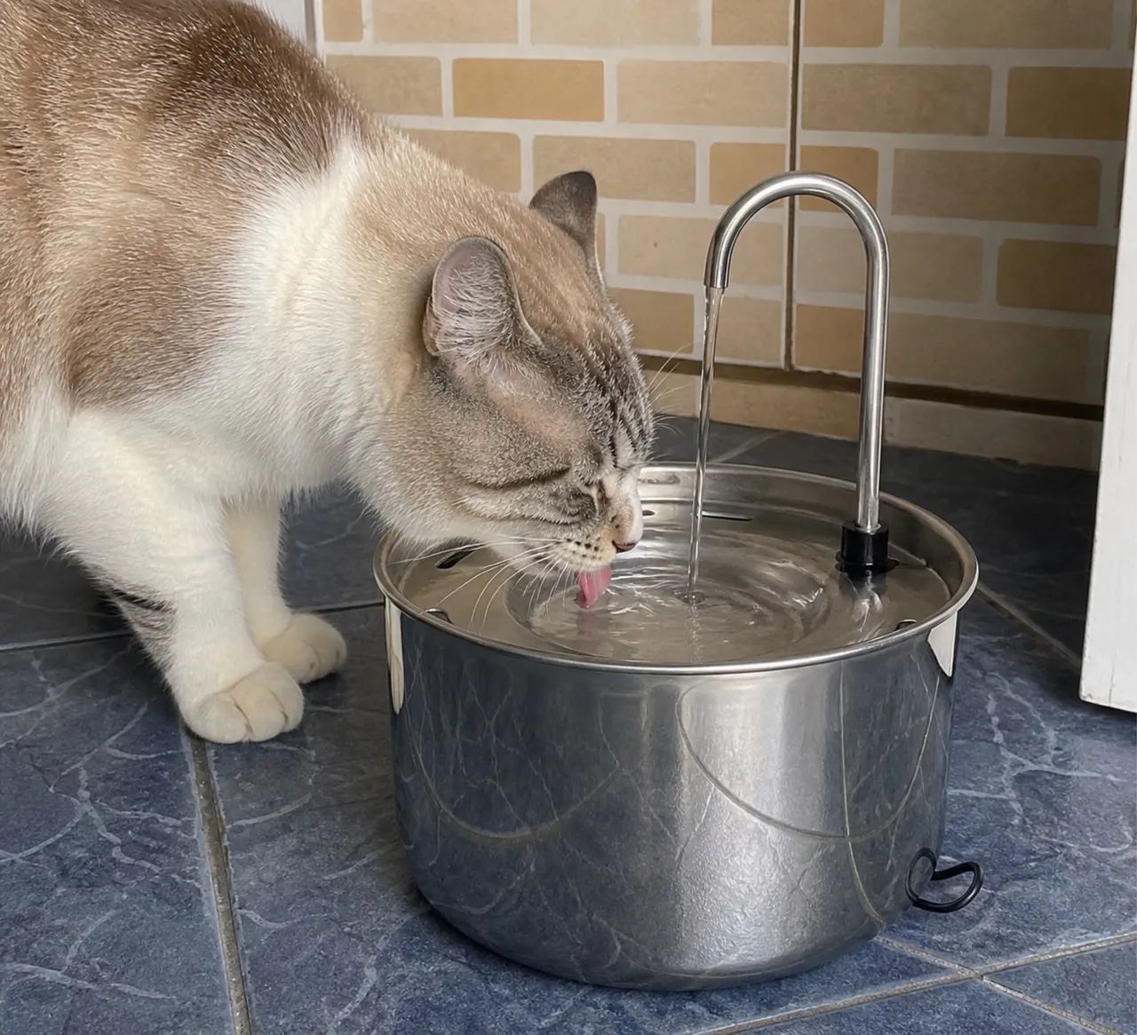 Fonte de Água para animais 