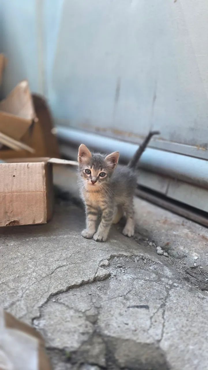 Gato para doação  - Foto 3