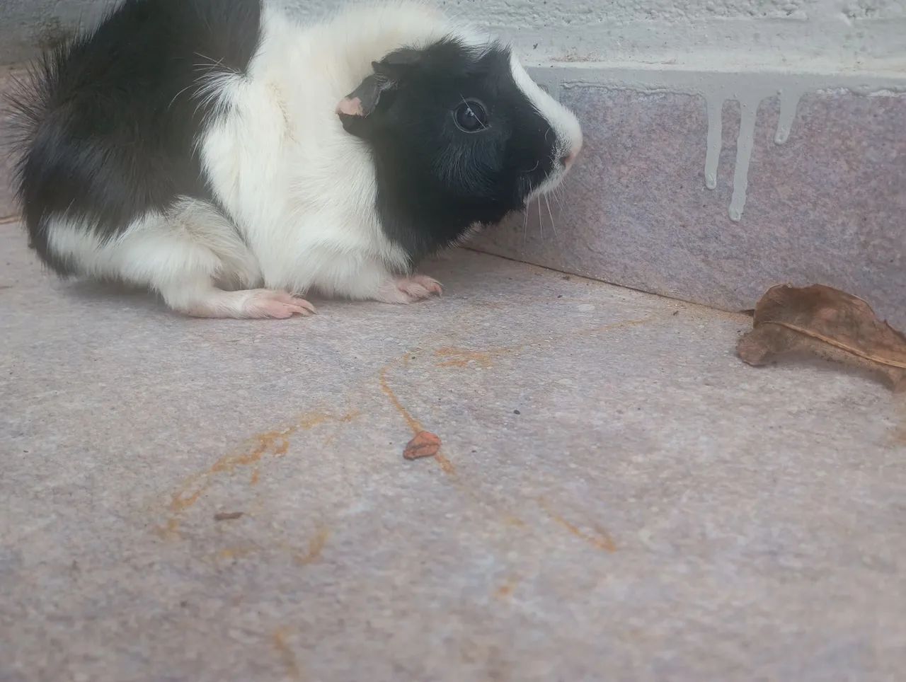 Porquinho da Índia - Foto 2