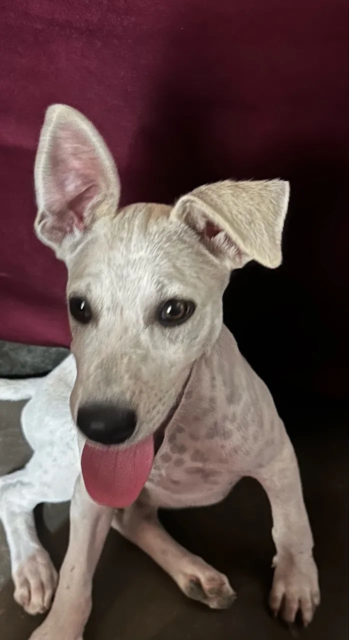 Cachorro  - Foto 5