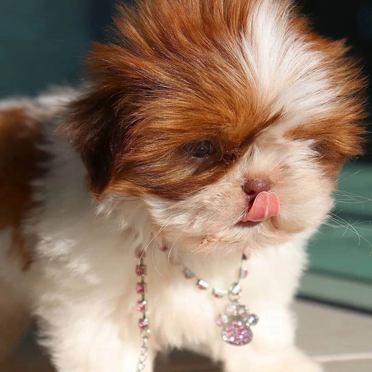 Shihtzu com pedigree CBKC  - Foto 4