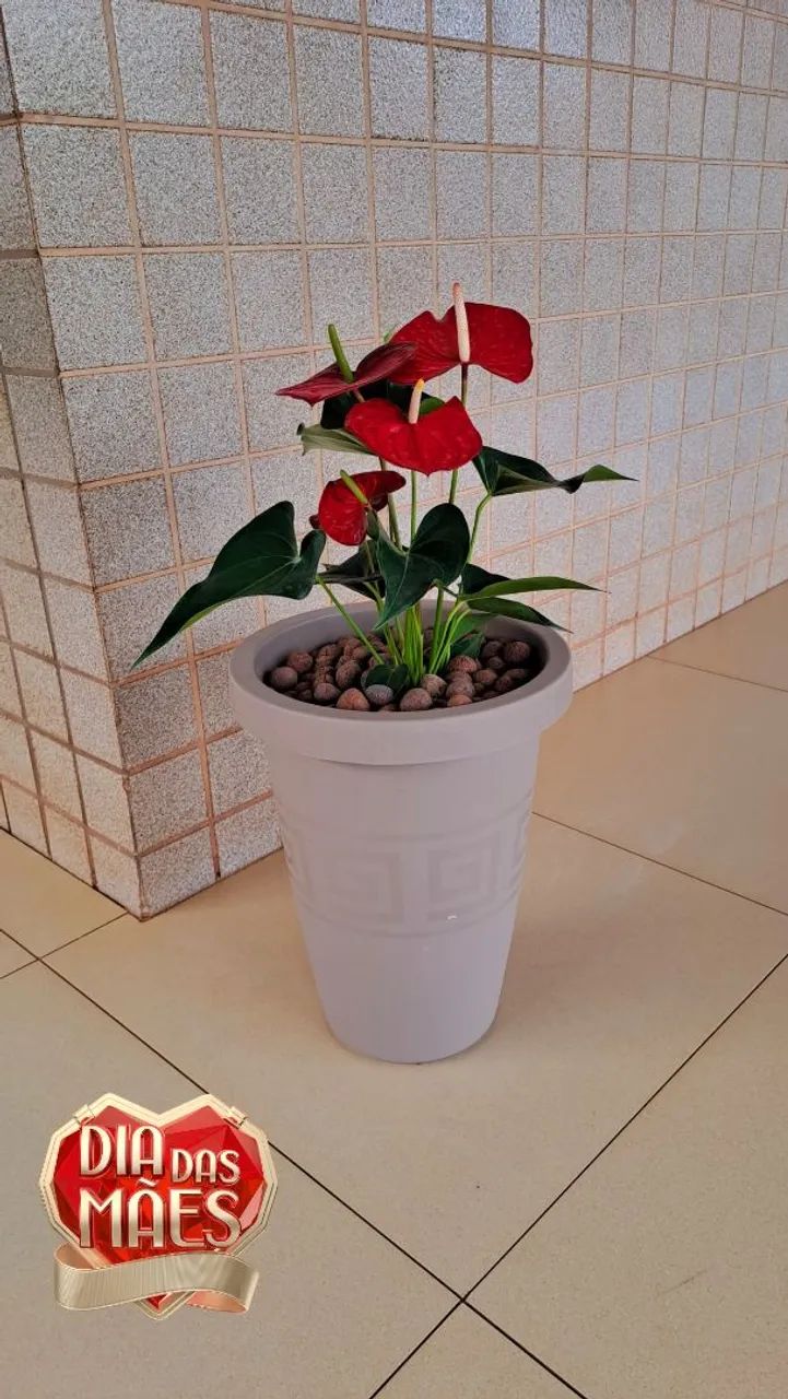 Antúrio Vermelho Natural no Vaso Completo!!<br>Promoção Dia das mães R$129,99 - Foto 2