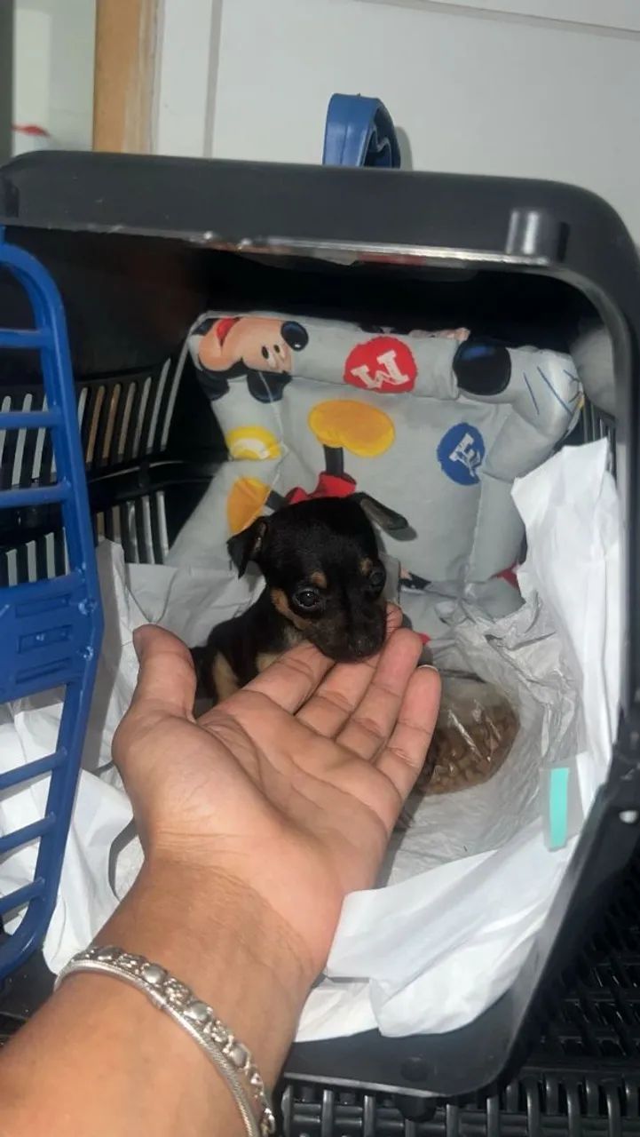 PINSCHER ZERO - Foto 4