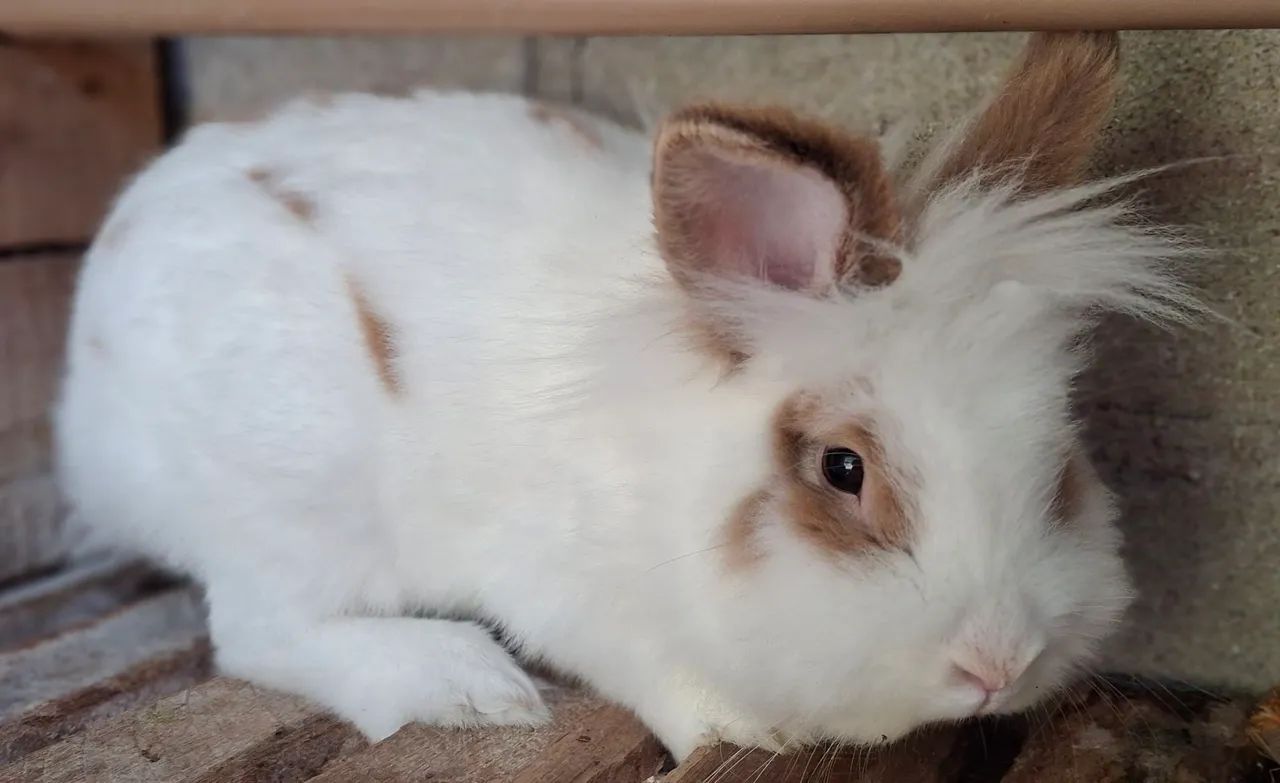 COELHO RAÇA MINI LION - Foto 3