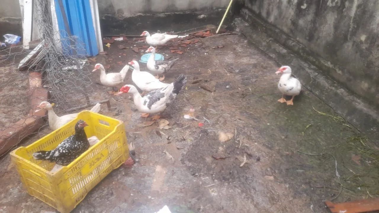 Galinhas e pato - Foto 3