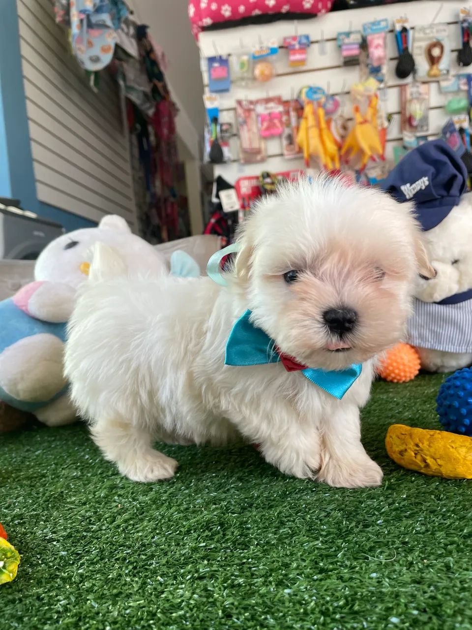 Maltês macho mini $1.900,00