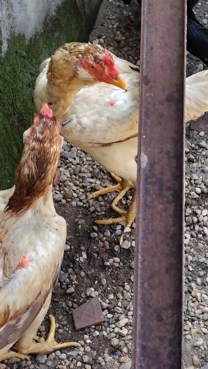 Frangas da raça Mura com 14 meses em torno de 3 kg valor unitário r$ 300 à vista ou no - Foto 3