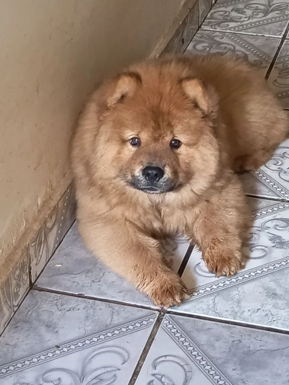 Chow-chow  - Foto 4