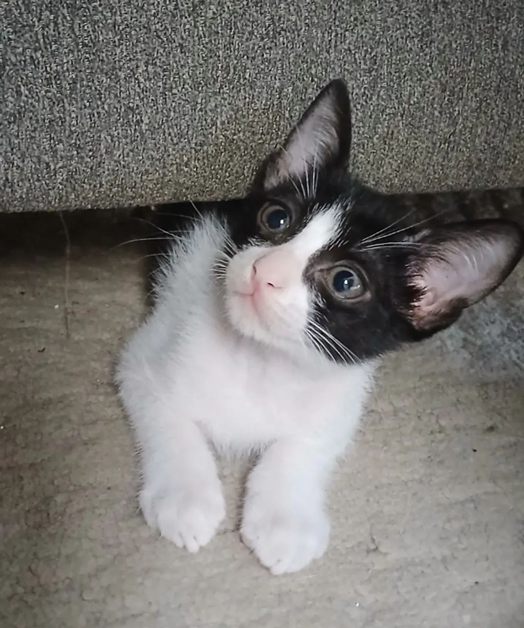 Gatinhos para doação 