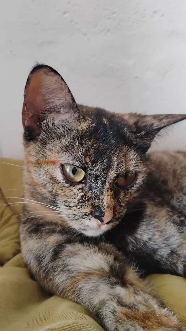 Doando gatinhas de 9 meses - Foto 3