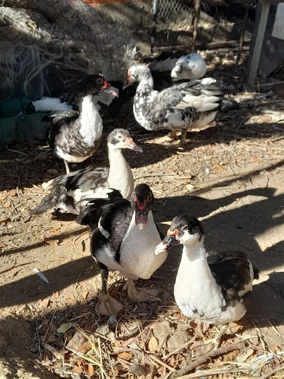 Vendo patos e patas.  - Foto 2