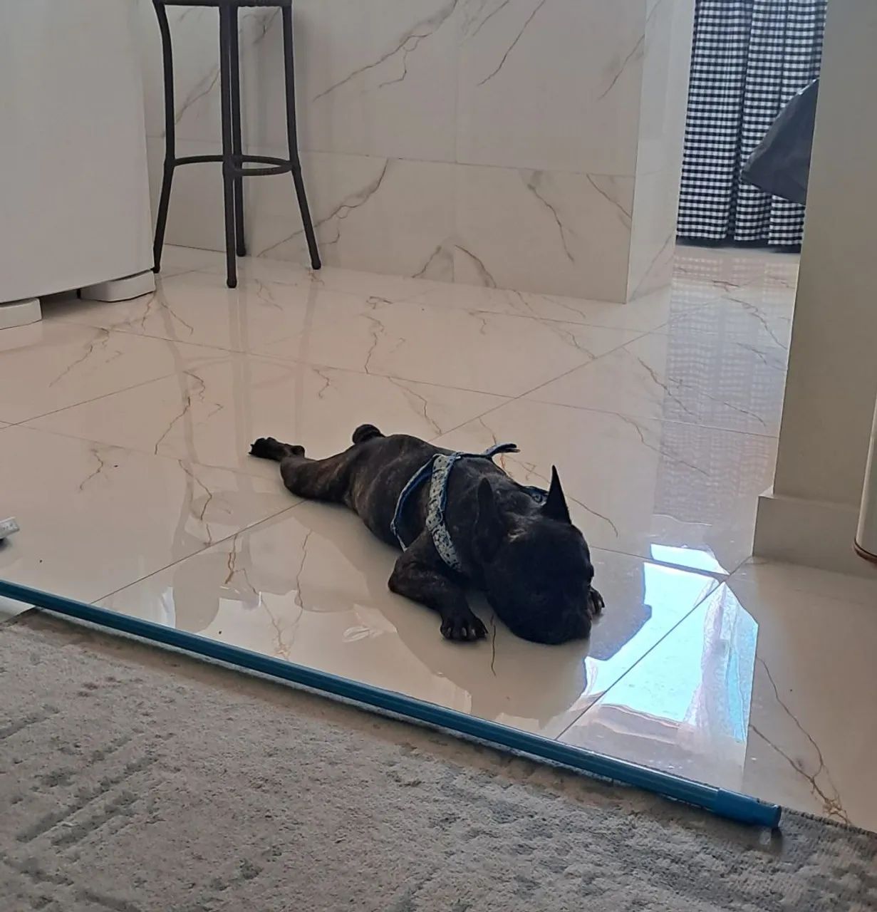 Buldogue  - Foto 2