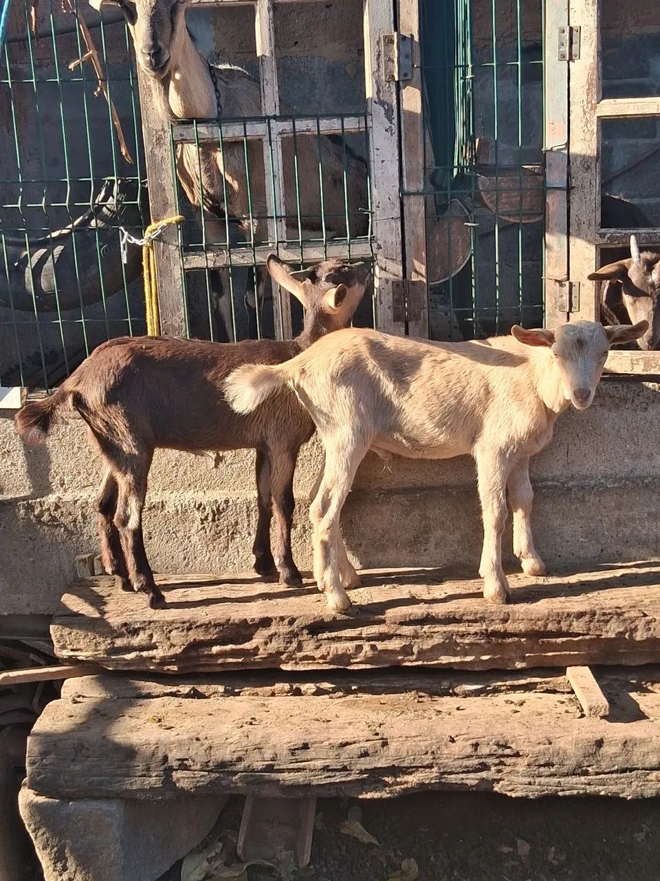 Vendo cabras leiteira  - Foto 4