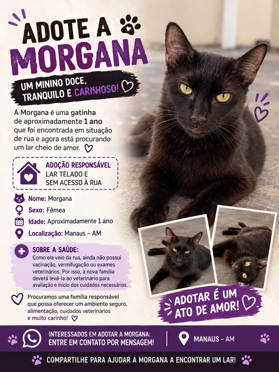 Gata Para Adoção