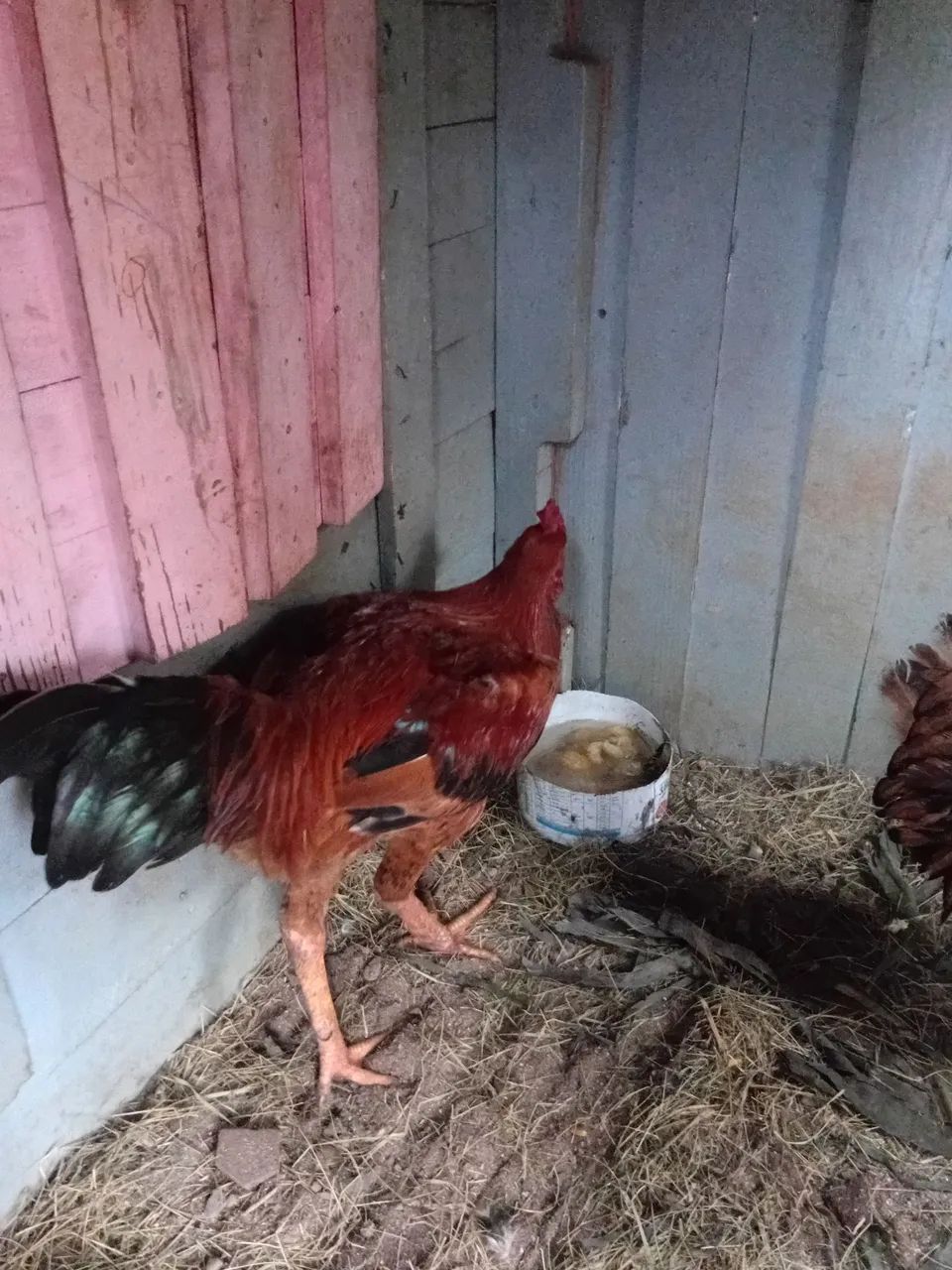 Outros animais  - Foto 2