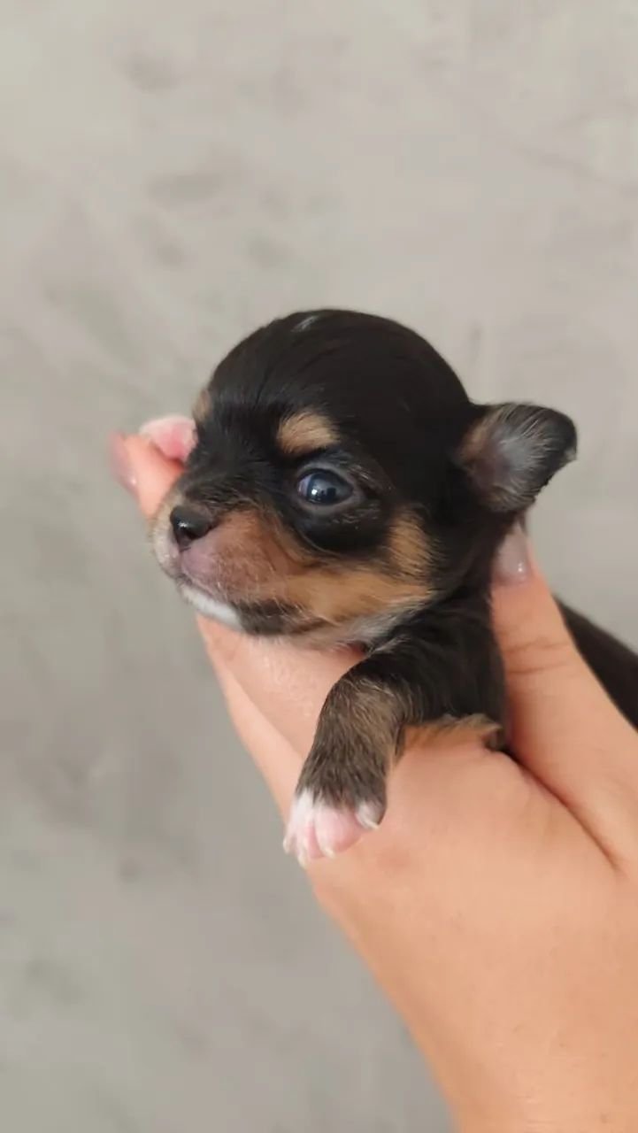 CHIHUAHUA Black tan - Foto 5