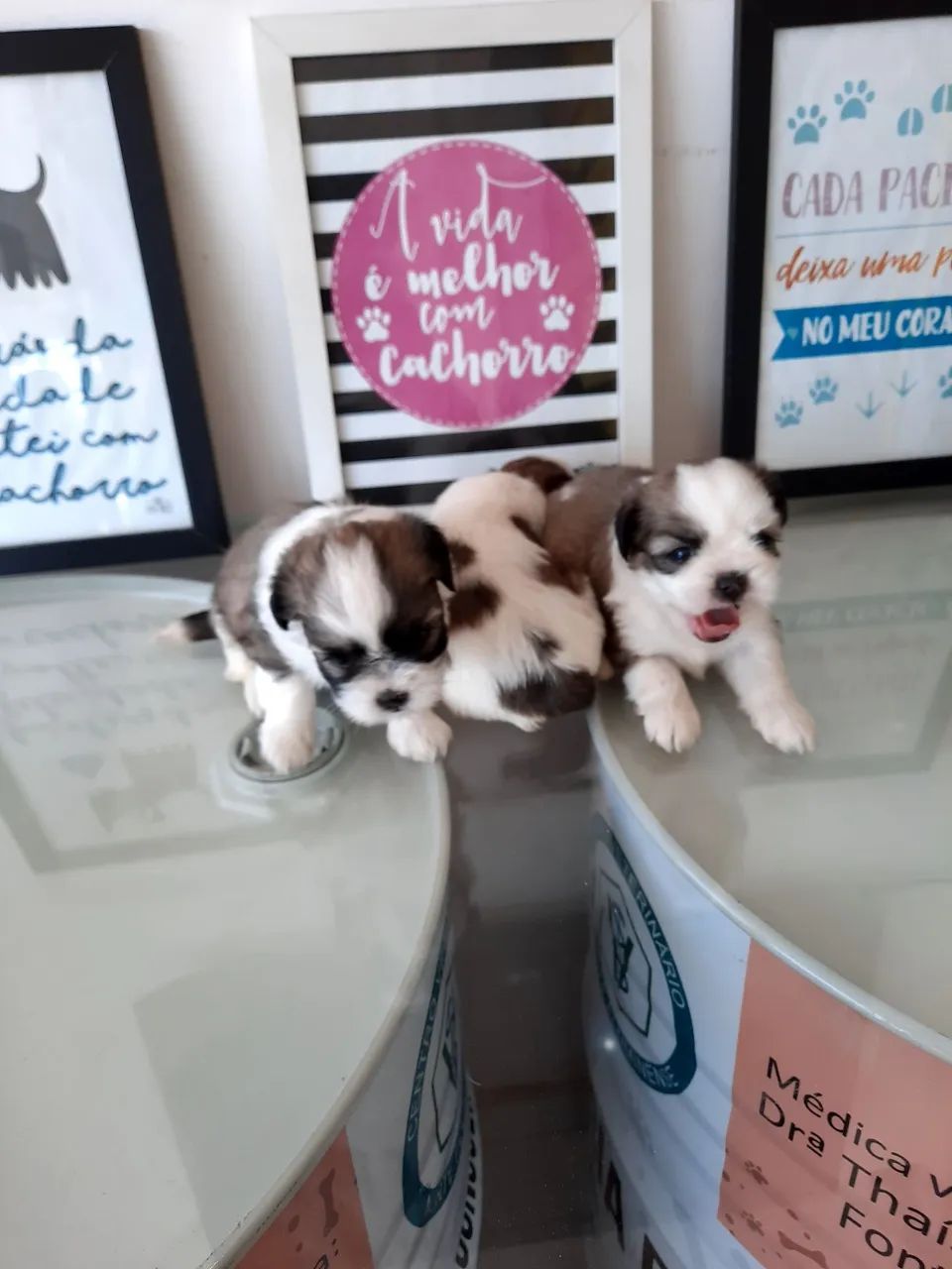 Shih Tzu micro com pedigree!