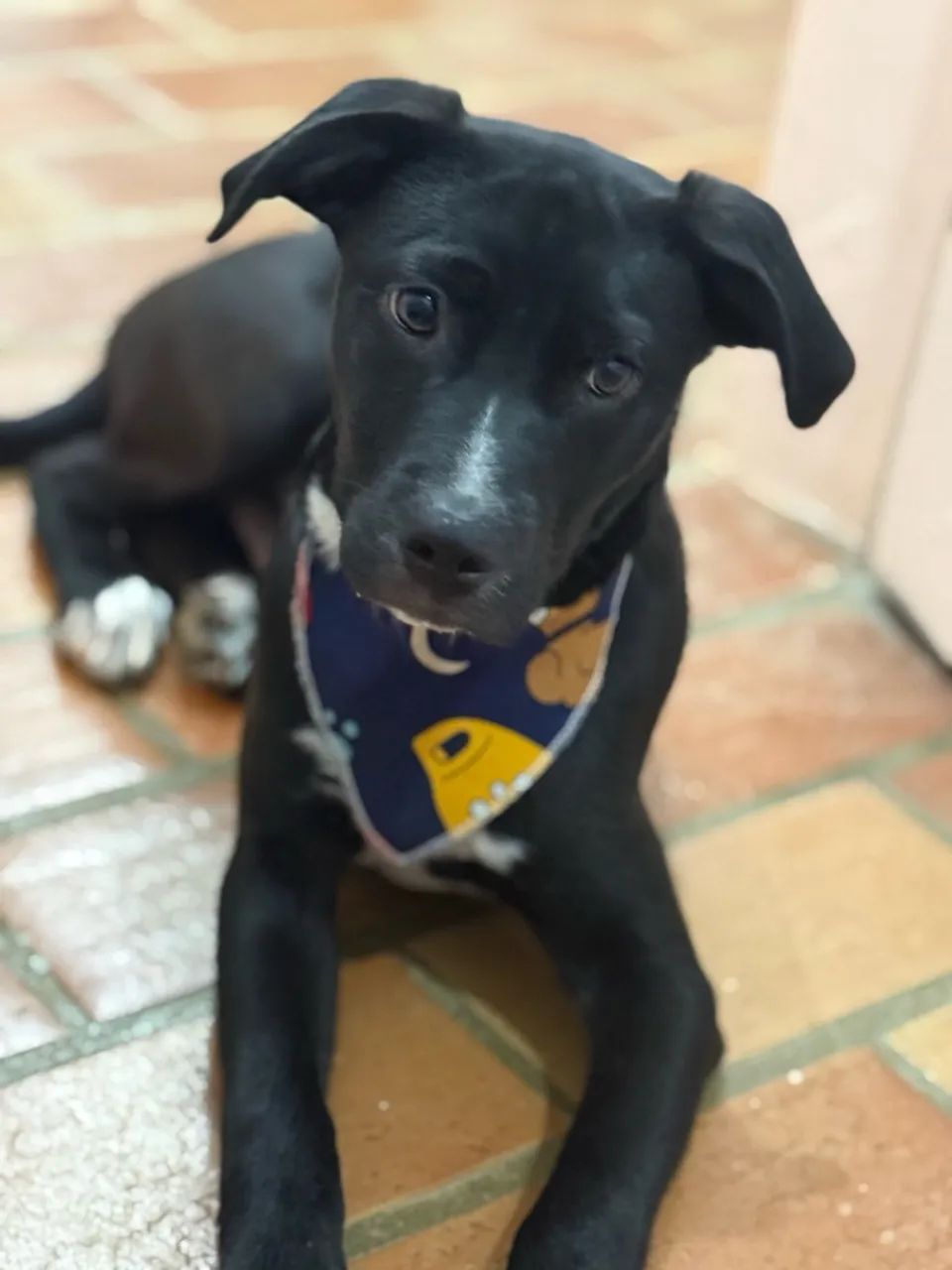 Cachorro adoção 