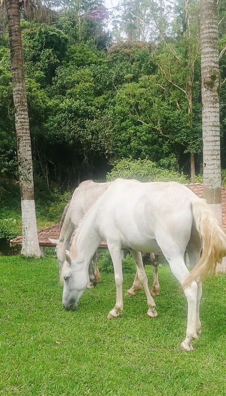 vende se égua  - Foto 5