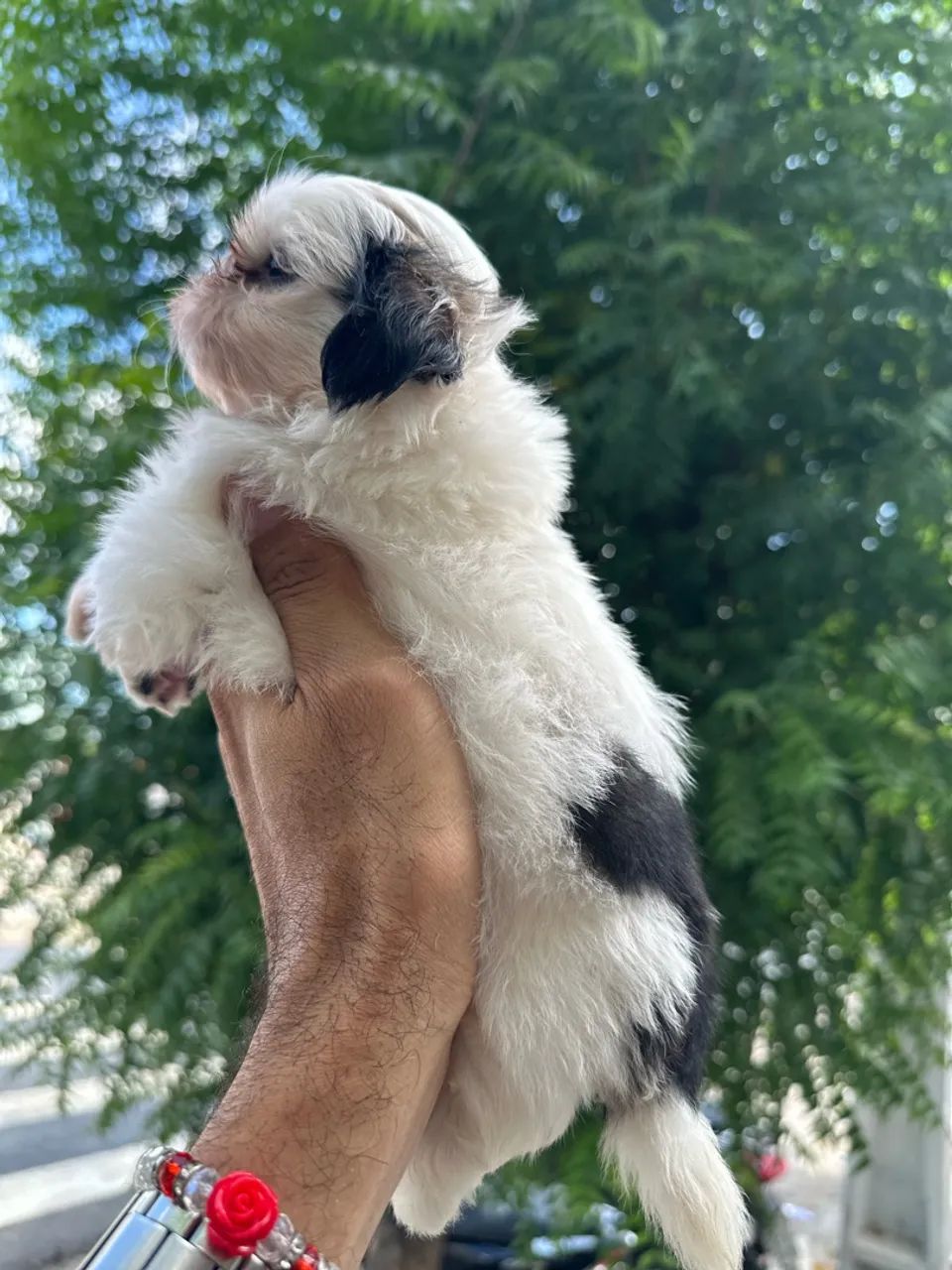 Filhotes de shihtzu  - Foto 2